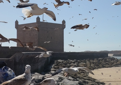 Essaouira erleben – Küstenstadt voller Geschichte