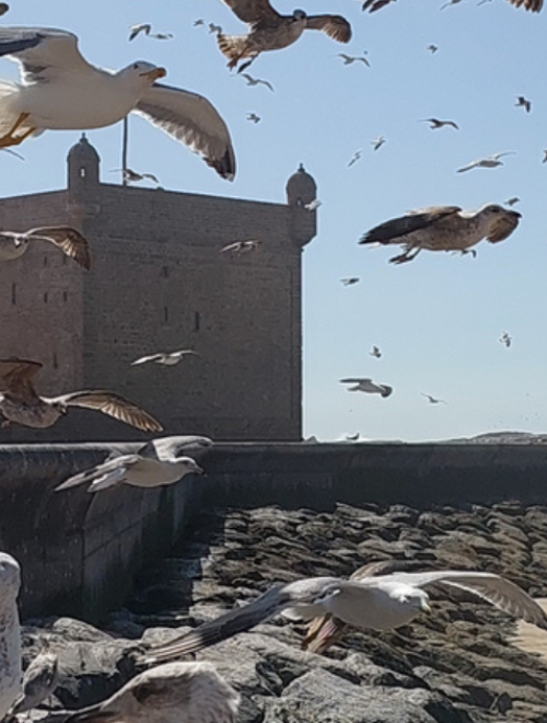 Essaouira Tagesausflug ab Agadir – Küstenstadt entdecken