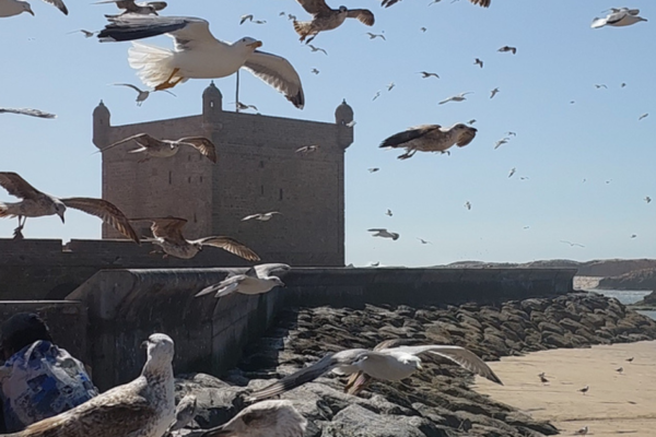 Essaouira Tagesausflug ab Agadir – Küstenstadt entdecken