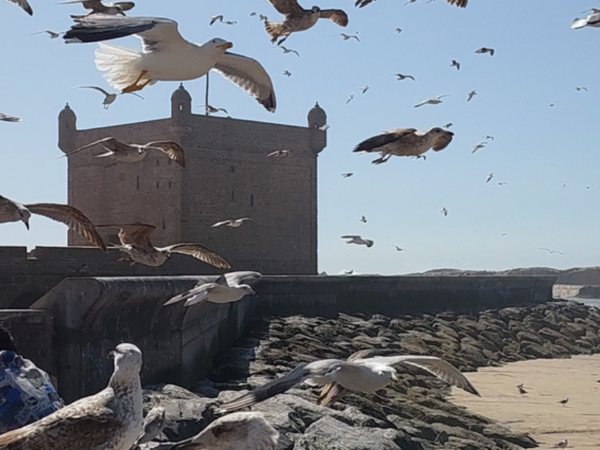 Essaouira Tagesausflug ab Agadir – Küstenstadt entdecken